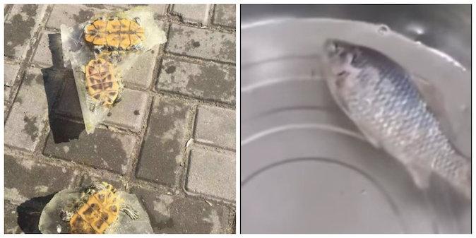 Watch: Frozen Tortoises and Fish Are Reanimated by Intrepid Chinese Netizens