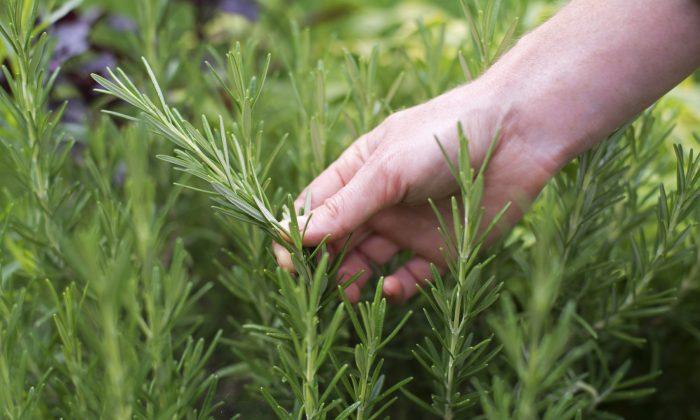Rosemary for Memory and Circulation
