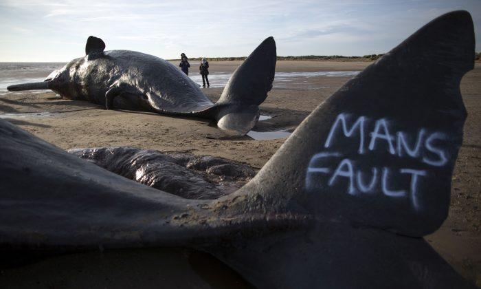 Sperm Whales Wash up on English Beach, People Vandalize Them With Graffiti