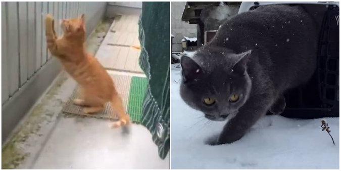 Watch: Kittens Enjoy Snow for the First Time
