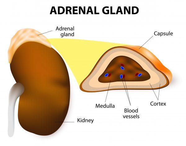 The adrenals are a pair of glands shaped like Napoleon's hat that sit just above the kidneys. (ttsz /iStock)