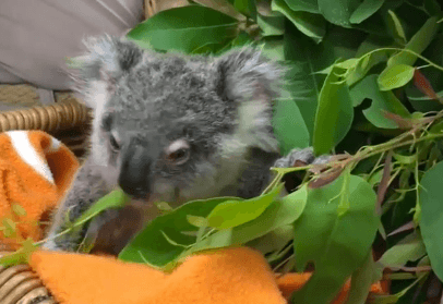 Young Koala Found Wandering Alone Becomes an Internet Star (Video)
