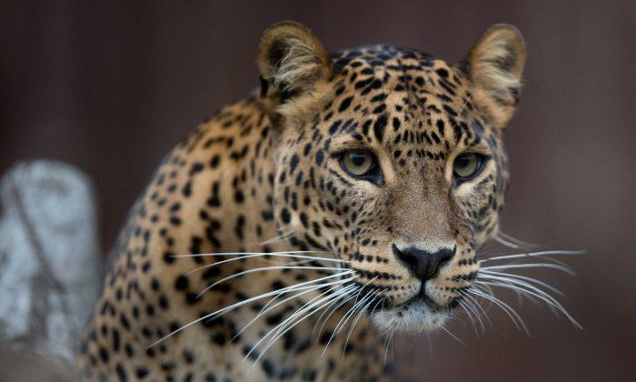 Jaguar Used in Olympic Torch Relay Shot and Killed