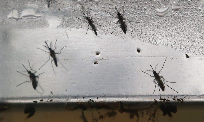 Mosquitoes Bring Another Virus to our Doorstep