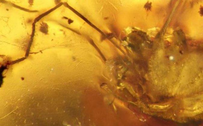 99-Million-Year-Old Daddy Long Legs Fossil Discovered