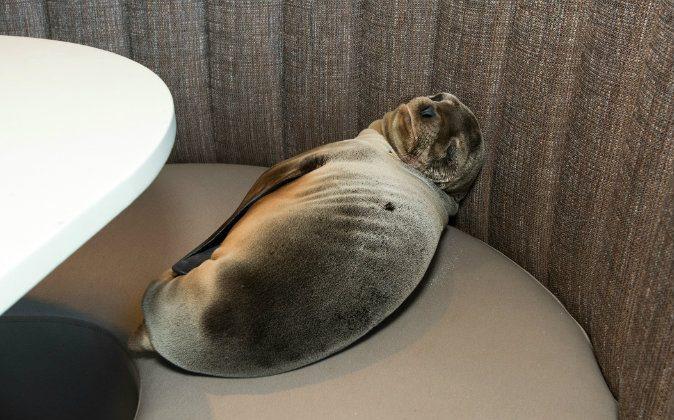 Starving Sea Lion Found in San Diego, California, Restaurant