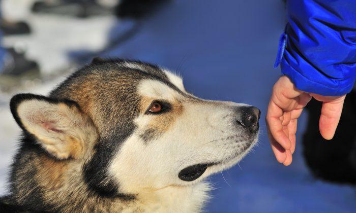 Man’s Best Friend Can Save Your Life From Cancer! Dogs Detect Cancer With 90 Percent Accuracy