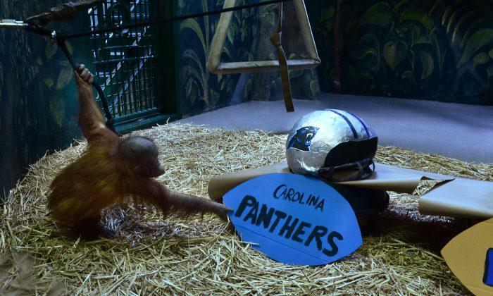 Ape at Utah Zoo Predicts Panthers to Win Super Bowl