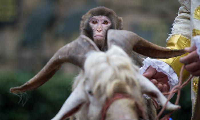What You Need to Know About the Year of the Monkey