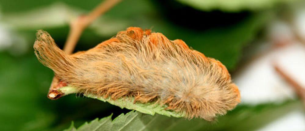 Puss caterpillar (Donald W. Hall, University of Florida)