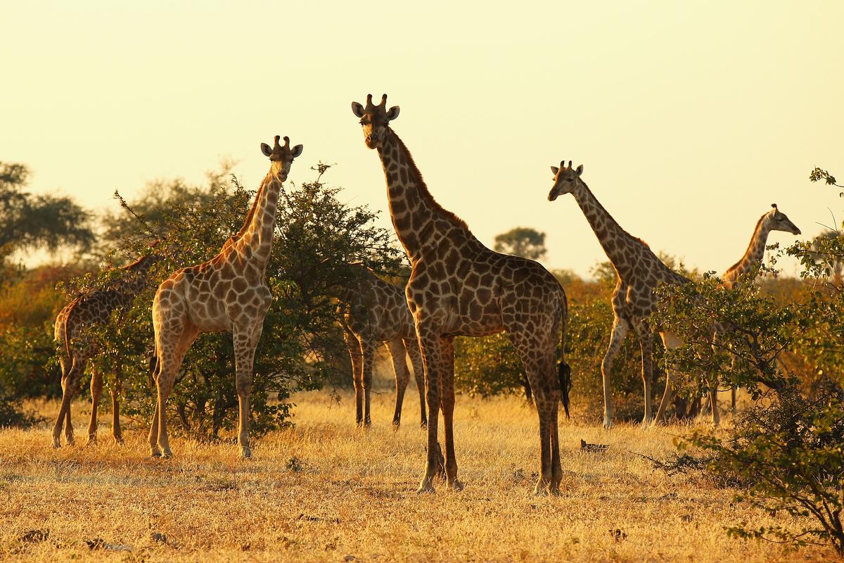 A tower of giraffes at sunrise in the Mashatu game reserve in Mapungubwe, Botswana, on July 27, 2010. (Cameron Spencer/Getty Images)