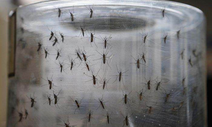 Expert: Rio Olympics Should Not Proceed Amid Zika Fears, to Avoid a ‘Foreseeable Global Catastrophe’