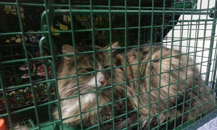 Missing Cat Found Living Inside a Pet Food Factory for the Past Year