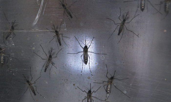China Reports 1st Case of Imported Zika Virus
