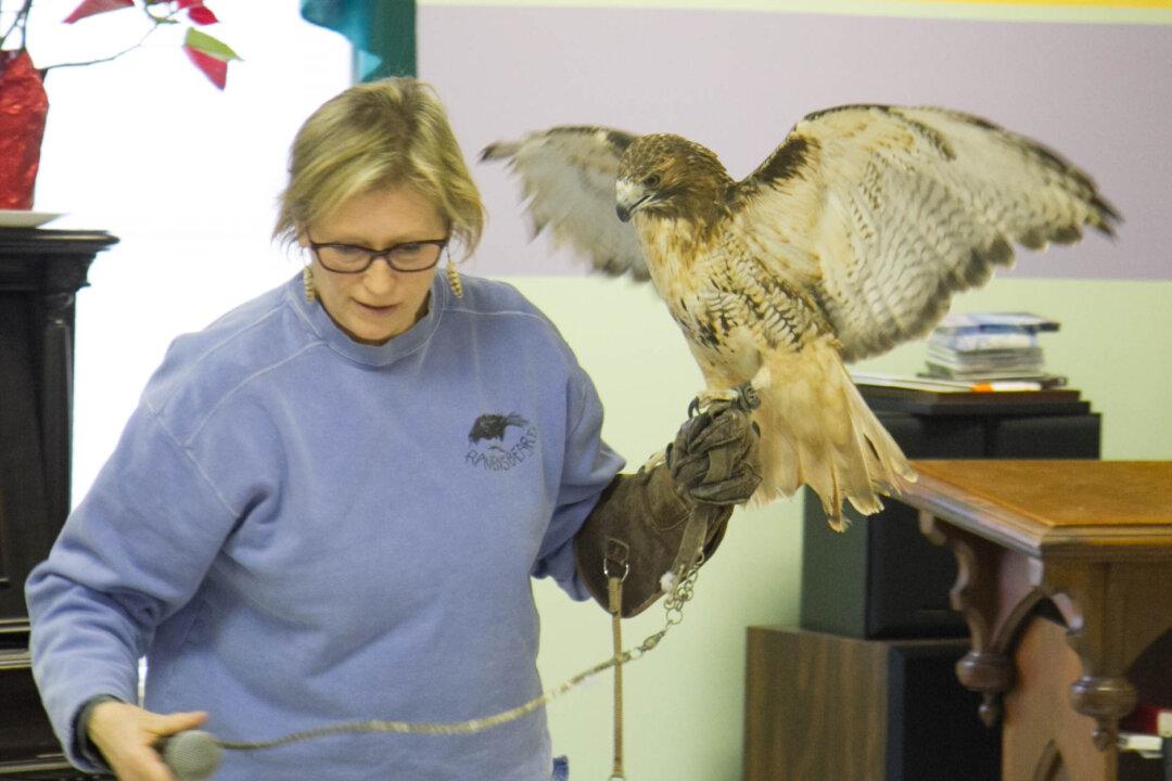 Photo Gallery: Birds of Prey from Ravensbeard Wildlife Center