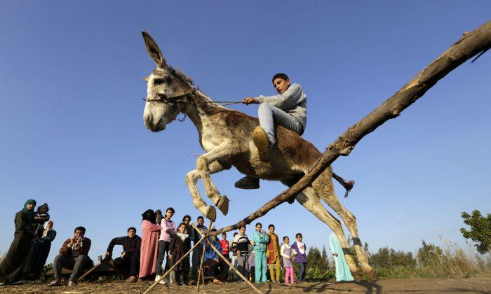 Jumping Donkey Leaps to Fame in Egyptian Village
