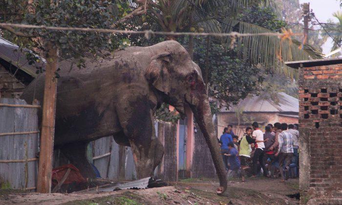 Elephant Rampages in East Indian Town, Smashing Homes