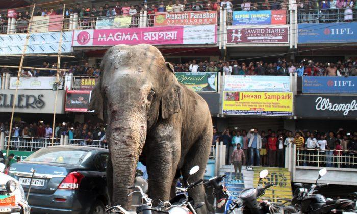 Wild Elephant Goes on Rampage in Indian Town