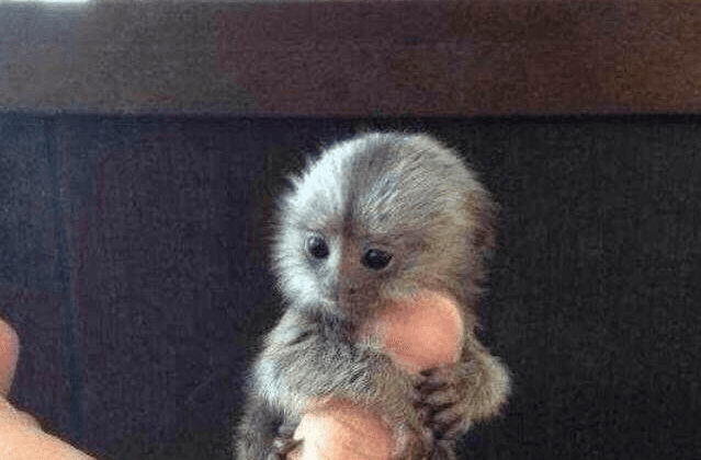 This Adorable Thumb-Sized Monkey Is on Sale in China