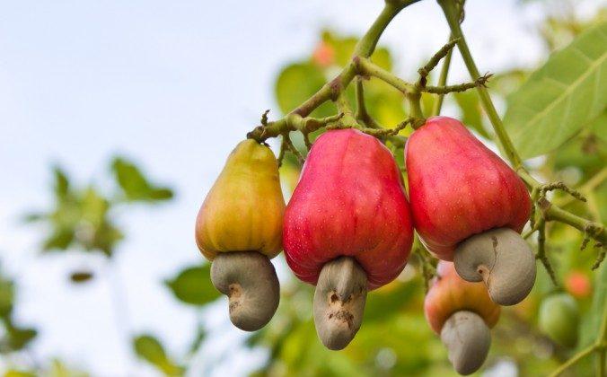 11 Foods That Grow in Totally Unexpected Ways: Cashews, Baby Corn, Cinnamon