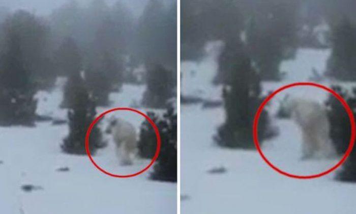 Is This a Yeti Stomping Around in Spain?