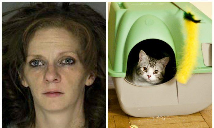 Police: Suspect in 4 Heists Needed Money for Kitty Litter