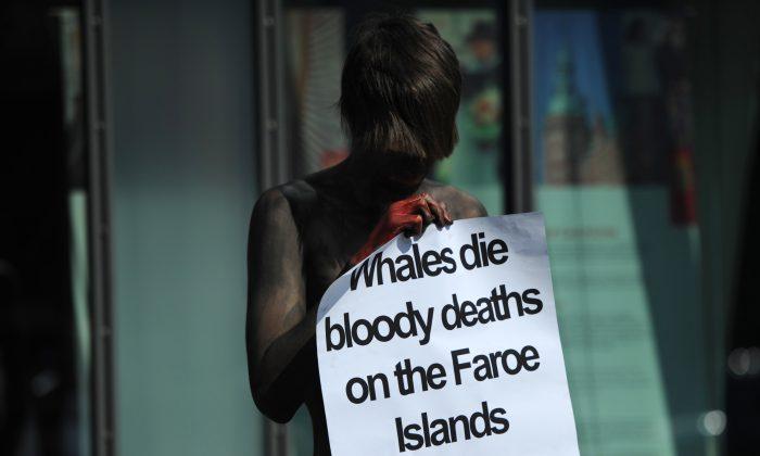 Outrage Over Annual Slaughter of 250 Whales in Faroe Islands