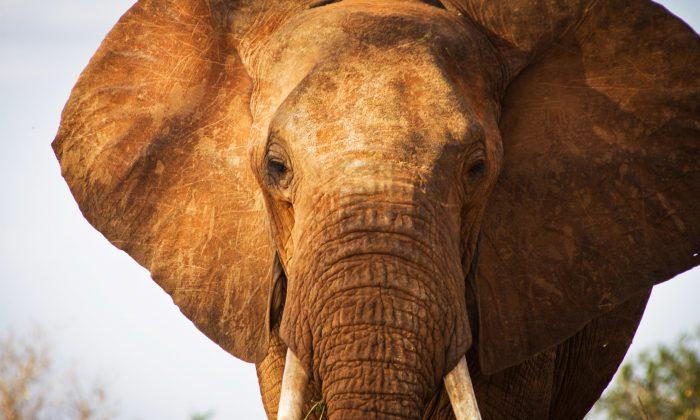 Elephant in Kenya Kills Italian Tourist Trying to Take Photo
