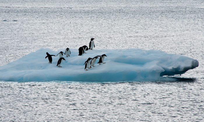 150,000 Adélie Penguins Die in Antartica After Landlocked by Iceberg