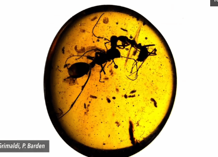 Two Ants Fighting 100 Million Years Ago Preserved in Amber (Video)