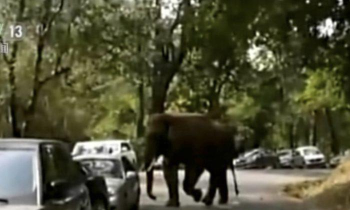 Unlucky in Love, Elephant Damages 15 Cars in Southern China
