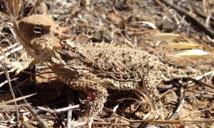 Watch: Horned Lizard Shoots Blood out of Its Eye for Self Defense