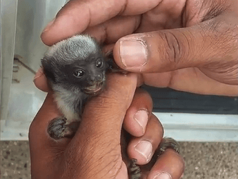 Adorable Palm-Sized Baby Monkey Rescued in Brazil (Video)