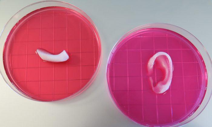 Amazing 3D Printer Can Create Ears, Jawbone, and Muscle