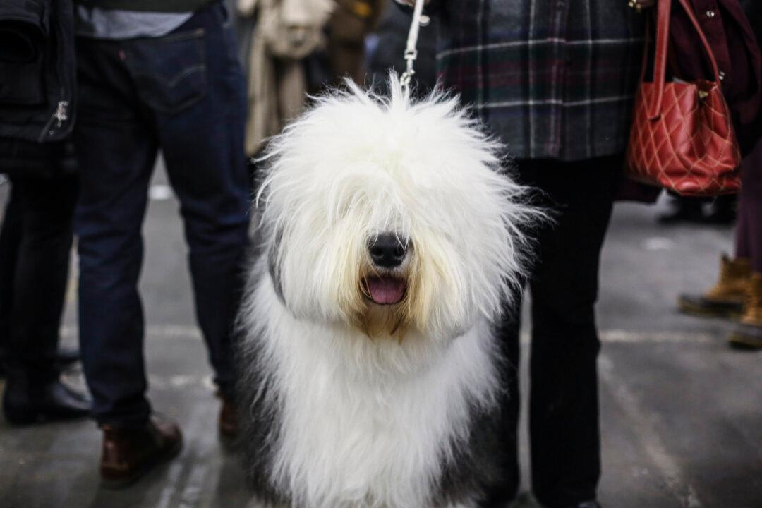 We Don’t Care Who Won Most Prestigious Dog Show. They’re Just so Cute!