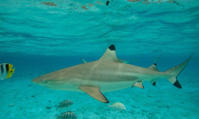 57 Dead Sharks Found on Alabama Shore