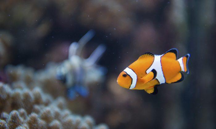 Do Fish Have Feelings? Maybe…