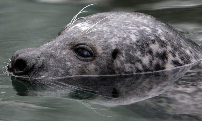 Video: Cannibalistic Grey Seal Drowns, Devours Pup