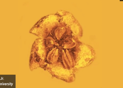 Ancient Flower Discovered in 30-Million-Year-Old Amber (Video)