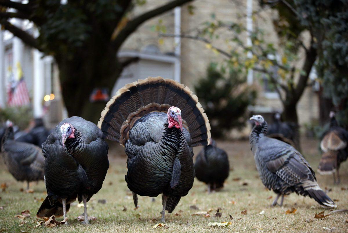 Wild turkeys stand in Mary Jane Froese's parents' yard in the New York City borough of Staten Island in November 2013. (Kathy Willens/AP Photo)