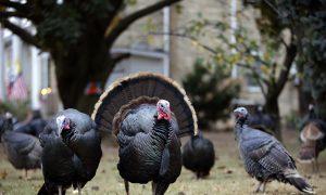Town Plans to Use Air Horns to Deal With Wild Turkey Problem