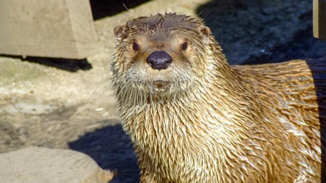 Calgary Zoo River Otter Dies After Becoming Tangled in Pair of Pants and Drowning