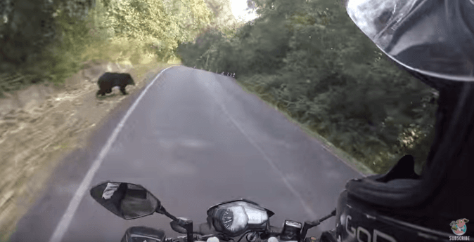Viral Video: Biker’s Terrifying Close Call With a Bear