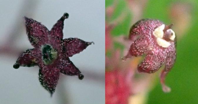 Scientist on Yakushima, Japan Finds New Parasitic Plant Species