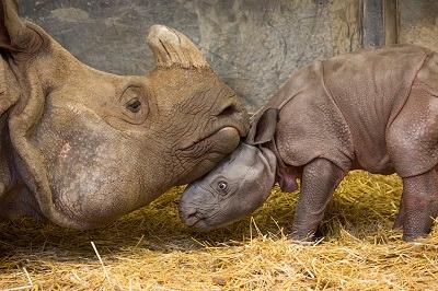 Endangered Indian Rhino Born at Toronto Zoo