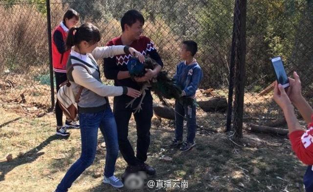 Peacock Dies at Chinese Zoo After Being Roughly Handled for Selfies