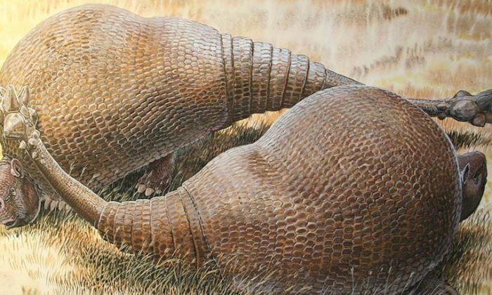 Glyptodonts, Extinct Animals, Were Close Relatives of Giant Armadillos