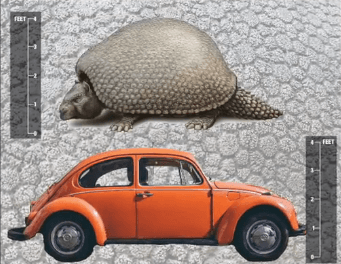 Ancient Armadillos as Big as VW Beetle Once Roamed the Earth (Video)