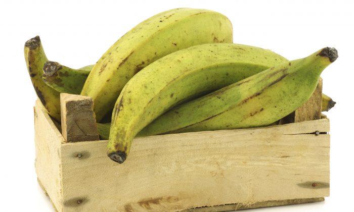 Iowa Researchers to Pay Students to Eat GMO Bananas