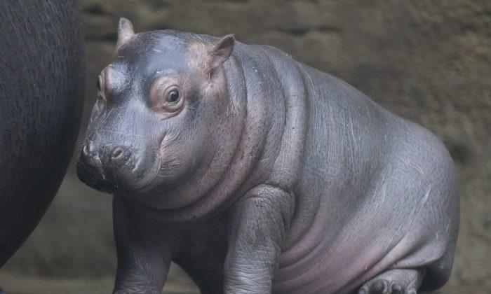 Baby Hippo Born in Prague Zoo